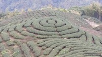 竹山 八卦茶園