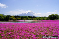 2015 富士芝櫻祭4/18 開催