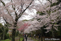 京都銀閣寺/哲學之道大滿開/南禪寺