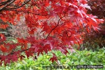 秋日楓紅賞一日，農村老爺住一晚