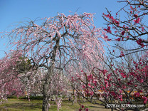 梅花盛開 梅林公園好美