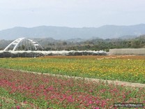 全台最大向日葵花海迷宮！情人節高雄登場