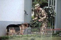 兄弟珍重！武警退伍離營　狼犬「黑豹」死咬行李不放