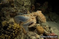 實拍紅海海底震撼美景　海洋生物千奇百怪