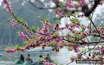 7個浪漫桃花地　一起去賞桃花雨～