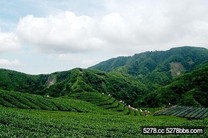 全台茶鄉隨意走．飲茶文化新體驗