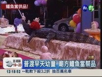 普渡鱷魚,廟方鱷魚當供品