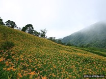 太麻里金針花盛開染黃山頭 一片花海甚為壯觀