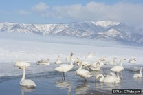 北海道屈斜路湖-如詩如畫的天鵝湖