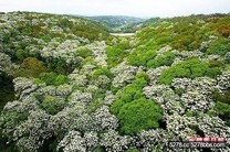 桐花祭4/8登場 免費活動多