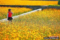 宜蘭三星 賞繽紛花海