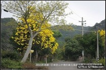 新竹縣 新埔鎮  巨埔登山步道 - 黃花風鈴木區