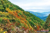 阿里山 紅榨槭染山谷 賞雲霧冬螢