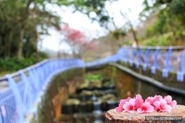 春暖花開賞櫻趣！陽明山賞花秘境　清溪穿流櫻花隧道