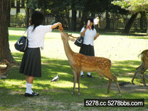 日本奈良公園