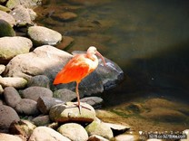 【新竹-東區】新竹市立動物園櫻花滿開