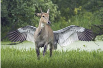 神獸 飛馬