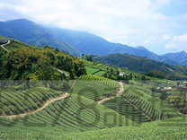 常常聽到高山茶，但是什麼叫做高山茶?