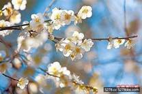 桃園 梅花映紅葉 遊老街 嘗午茶