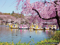 人氣居高不下的繽紛公園「井の頭恩賜公園」