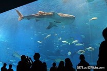 沖繩美麗海水族館 看見沖繩深海之美