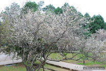 角板山行館 2百棵梅樹花開了