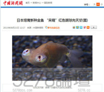 日本新品種金魚　紅色「朝天瞪」大眼超萌