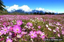 繽紛波斯菊花海盡現福壽山農場