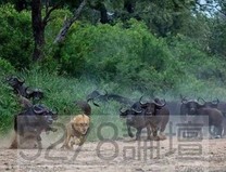 獅子招惹到牛群