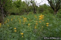 【賞花】台灣各地春天賞花景點大公開