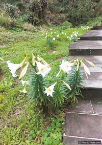 龜山島百合花盛開 5月登島賞花趣