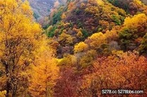 趁秋天還在！　各省秋景「花魁」名單拿好不送(下)