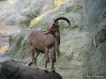 羊年看羊特展　台北市立動物園好禮三重送